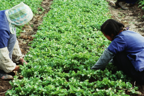campi lavoratori immigrati caporalato