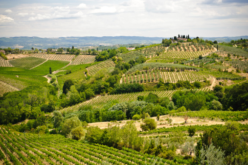 paesaggio vigneti Toscana