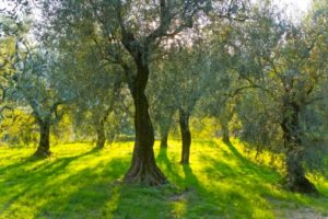 olive olio ulivo