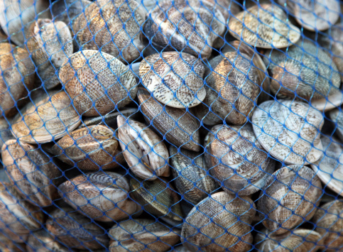 vongole