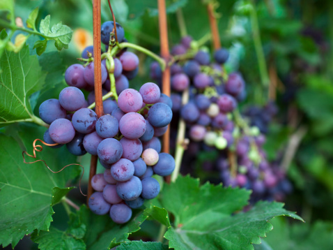 uva vino resveratrolo