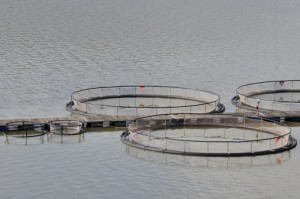 allevamento pesci pescicoltura 160116391 ombrina