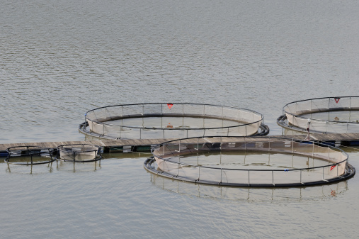 allevamento pesci pescicoltura 160116391 ombrina