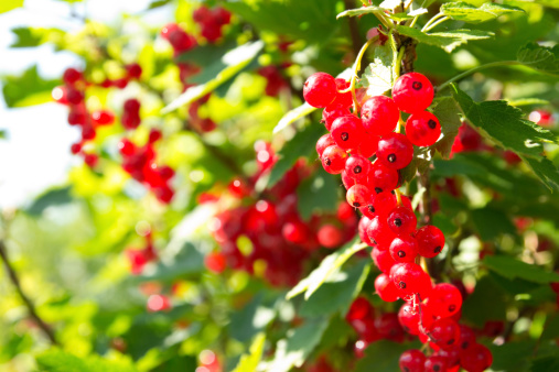 ribes frutti di bosco 174264626