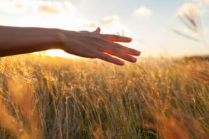 grano mano agricoltura 166640643