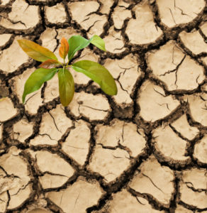 siccità