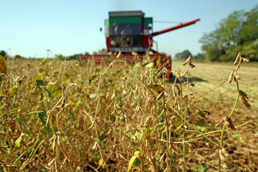 Soya harvesting