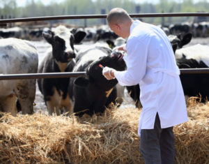 male cow veterinarian