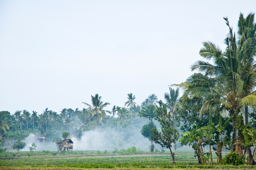 fpalma da olio oresta palma iStock_000011126937_Small