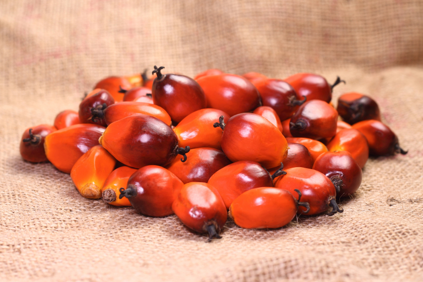 Oil palm fruit