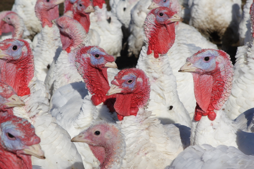 aviaria, allevamento tacchini