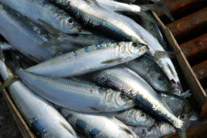 Sardine fresche in una scatola in un mercato del pesce o pescheria