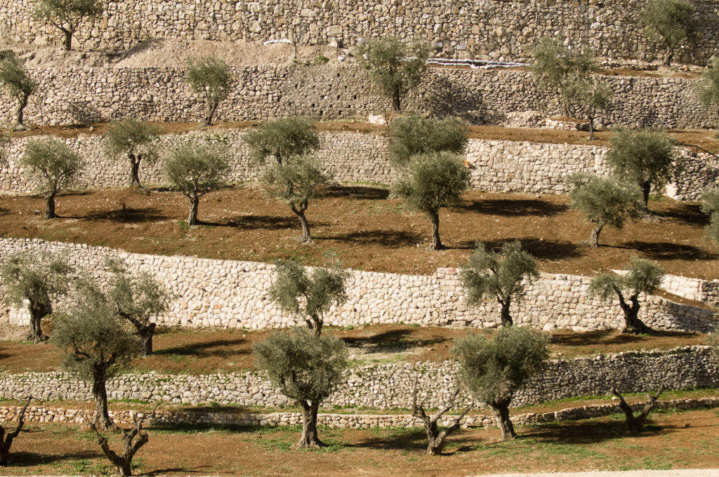 israele cisgiordania ulivi iStock_000011533935_Full territori occupati