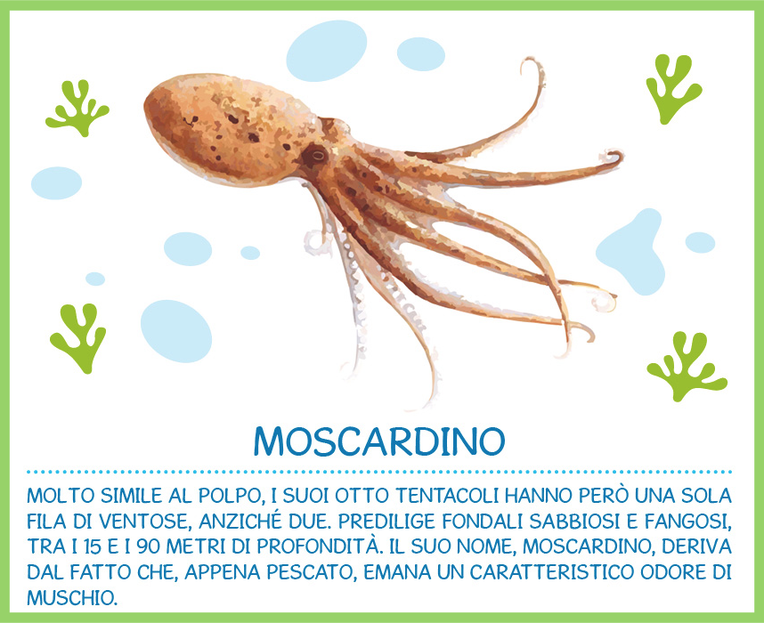 pappa fish moscardino