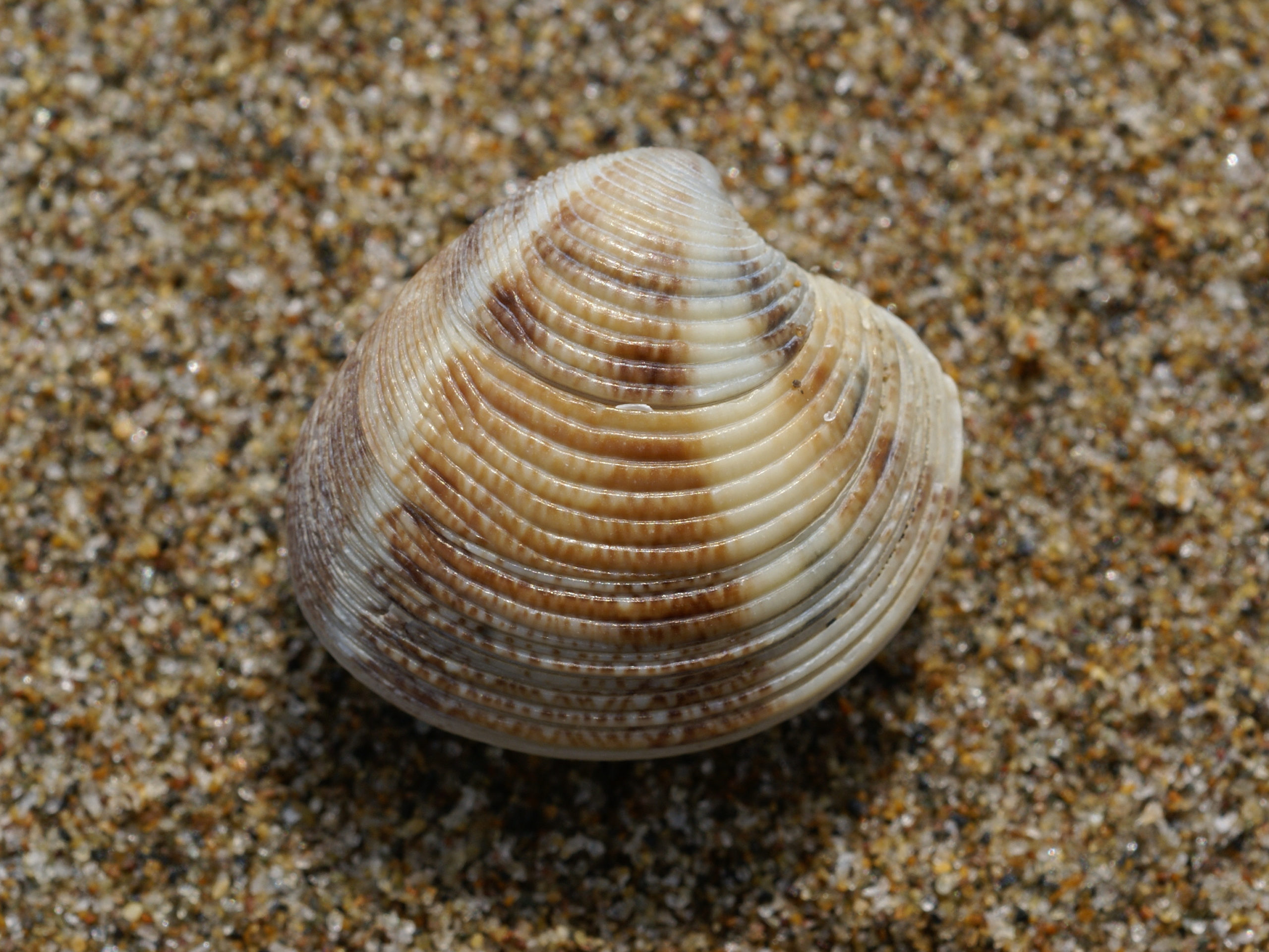 vongole