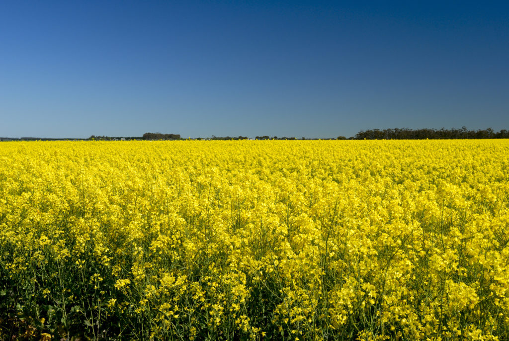 Campo di colza o canola fiorito