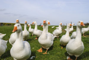 Un gruppo di anatre o oche bianche in un prato