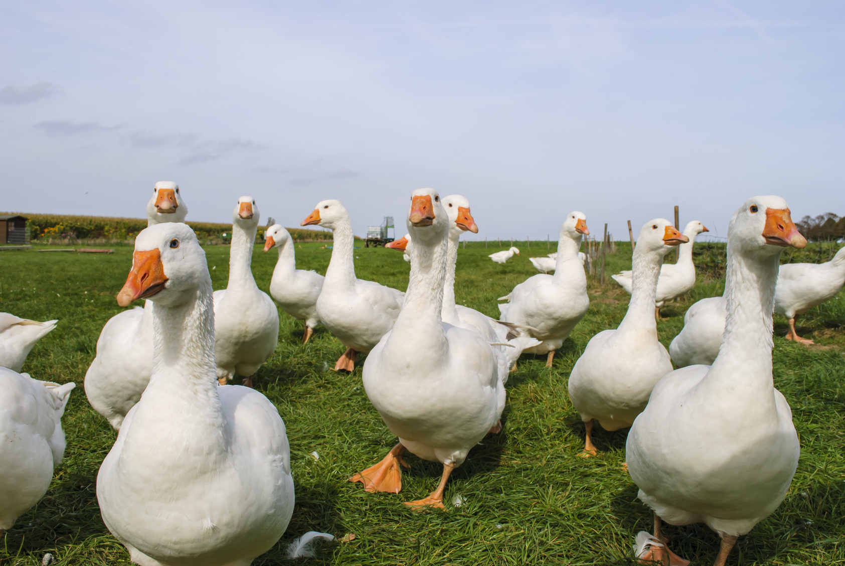 Un gruppo di anatre o oche bianche in un prato