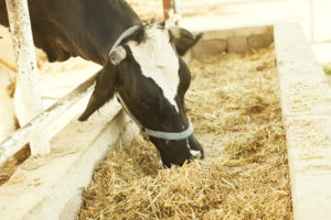 mucca allevamento mangime
