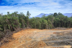 deforestazione alberi