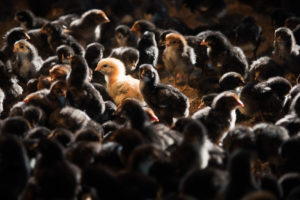 Un pulcino giallo in mezzo a numerosi pulcini scuri