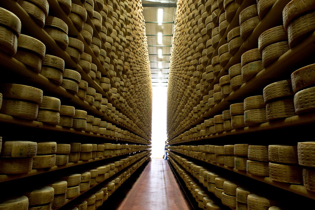 Forme di formaggio Asiago durante la stagionatura
