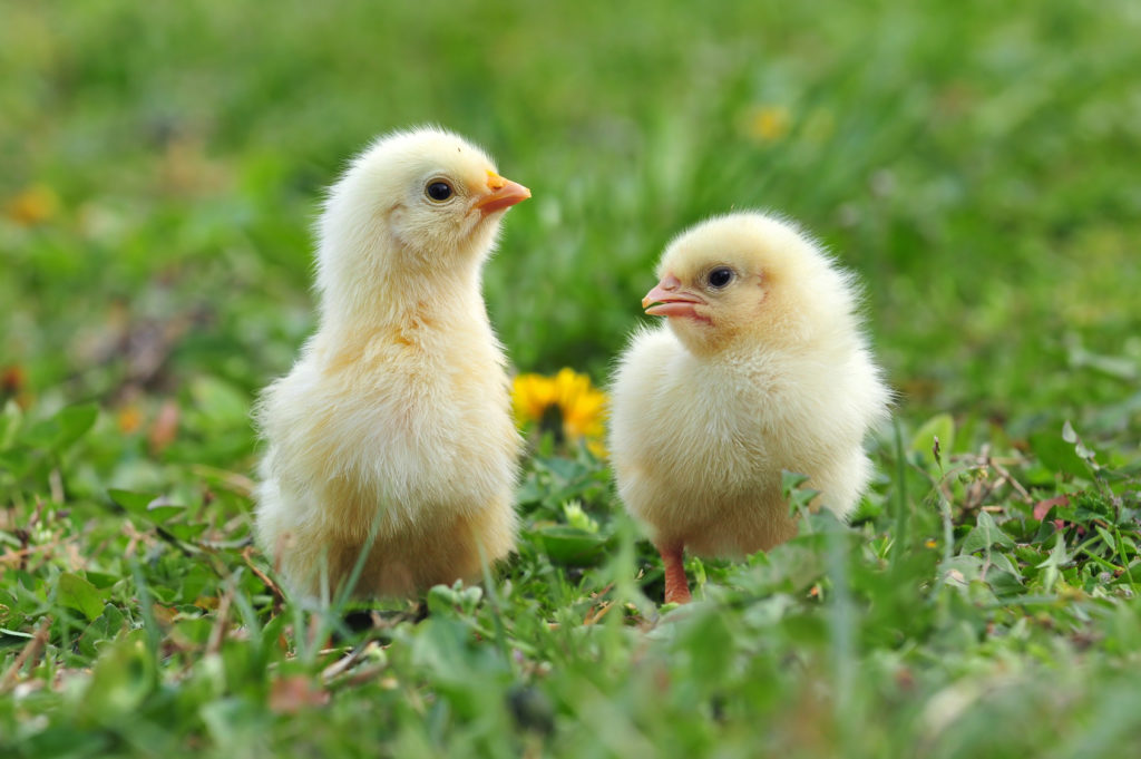 Two young chickens