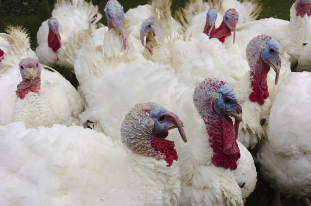 influenza aviaria, allevamento di tacchini