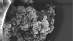 nanoparticelle biossido di titanio