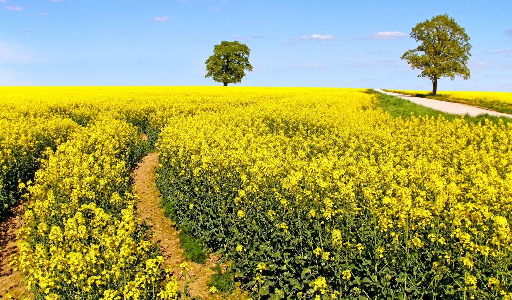 Campo di colza fiorito