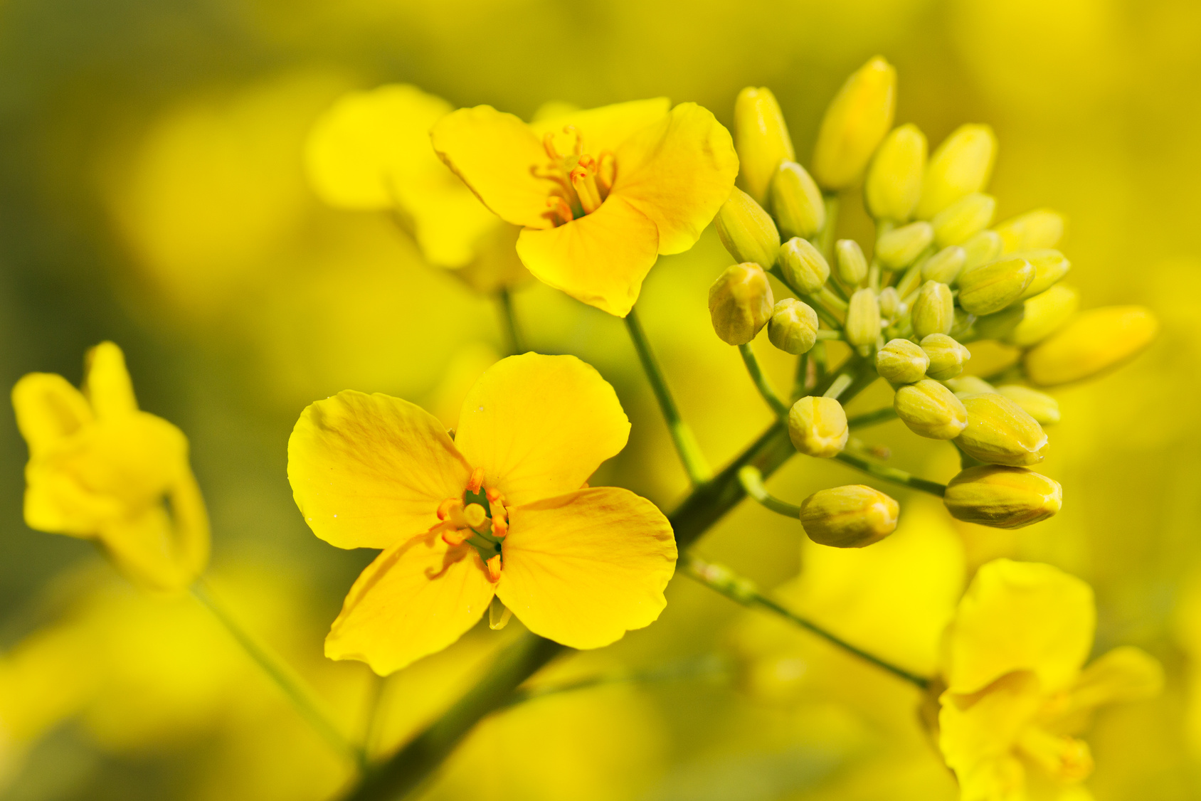 Fiori di colza o canola