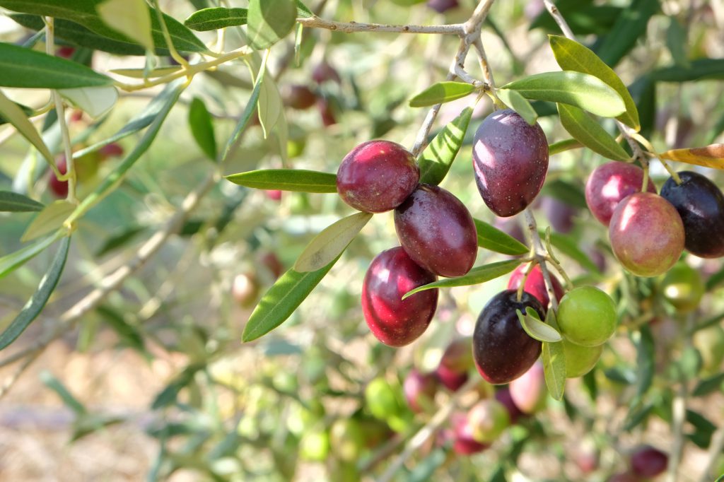 olive olio extravergine
