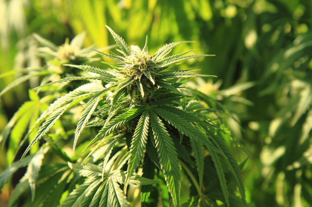 marijuana plant Canapa