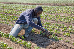 Contadino in un campo; concept: caporalato, semina del basilico