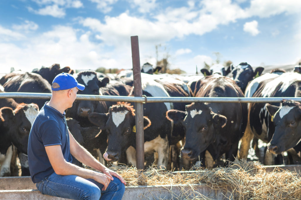 animali manzo vacca allevamento