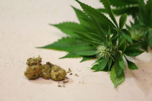 A close up view of cured weed buds along with a marijuana plant that has a flower growing.