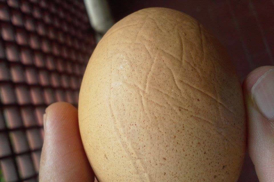 Uovo dal guscio rugoso