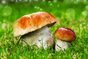 Boletus-edulis-porcini-funghi