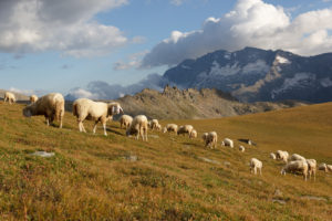 Pecore al pascolo in montagna