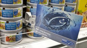 Msc certificazione pesca sostenibile