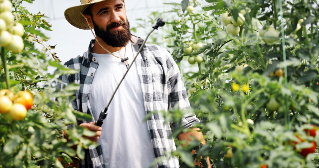 pesticidi pomodori serra