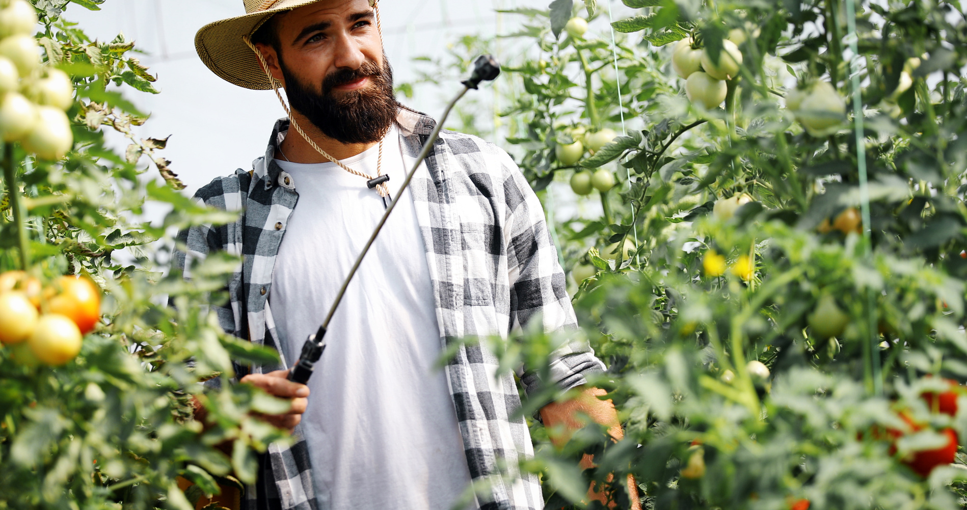 pesticidi pomodori serra