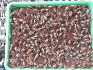 allevamento insetti grilli