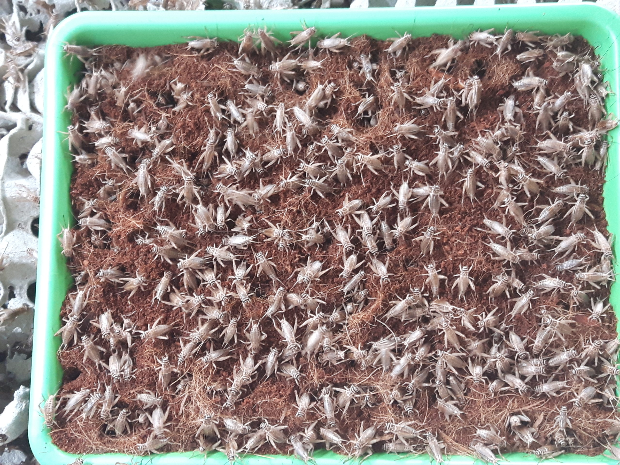 allevamento insetti grilli