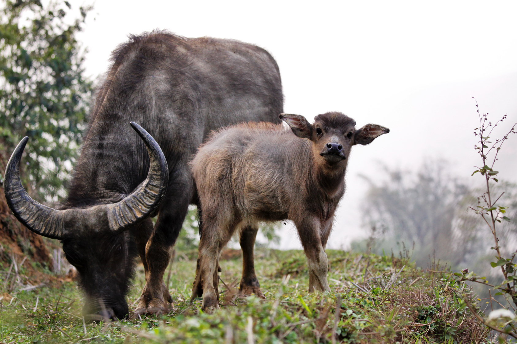 bufalo d'acqua bufalino annutolo