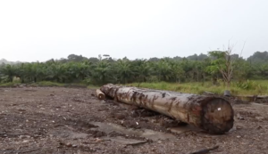 olio di palma deforestazione borneo indonesia 2018