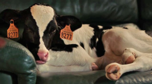 Petit Paysan film 2018 scena1