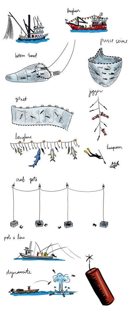 Sea Around Us pesca disegno pesci
