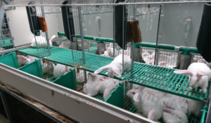 ALLEVAMENTO CONIGLI MODELLO PARK O RECINTO