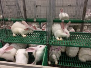 conigli gabbia benessere